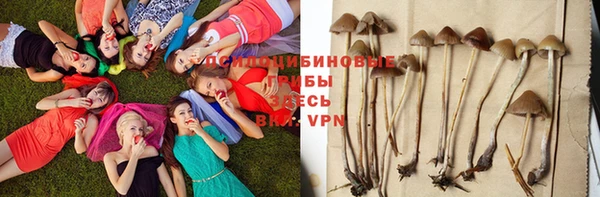 сатива Балахна