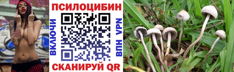 Псилоцибиновые грибы Psilocybe  Красный Холм 